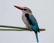 Lundisfugl   Halcyon senegalensis, Queen Elizabeth NP, Woodland Kingfisher : Halcyon senegalensis, Queen Elizabeth NP, Woodland Kingfisher