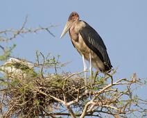Maraboustork   Marabou stork (Leptoptilos crumeniferus), Maraboustork, Murchinson Falls NP : Marabou stork (Leptoptilos crumeniferus), Maraboustork, Murchinson Falls NP