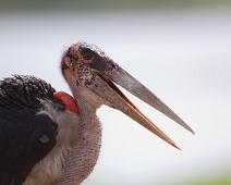 Maraboustork hode   Marabou stork (Leptoptilos crumeniferus), Maraboustork, Murchinson Falls NP : Marabou stork (Leptoptilos crumeniferus), Maraboustork, Murchinson Falls NP
