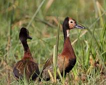 Maskeplystreand   Dendrocygna viduata, Murchinson Falls NP, White-faced Whistling-Duck : Dendrocygna viduata, Murchinson Falls NP, White-faced Whistling-Duck