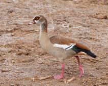Niland   Alopochen aegyptiaca, Egyptian Goose, Queen Elizabeth NP : Alopochen aegyptiaca, Egyptian Goose, Queen Elizabeth NP