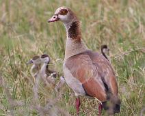 Niland med unger   Alopochen aegyptiaca, Egyptian Goose, Queen Elizabeth NP : Alopochen aegyptiaca, Egyptian Goose, Queen Elizabeth NP