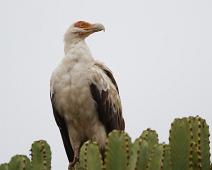 Palmegribb   Gypohierax angolensis, Palm-nut Vulture, Queen Elizabeth NP : Gypohierax angolensis, Palm-nut Vulture, Queen Elizabeth NP