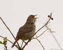 Plystregressanger   Cisticola lateralis, Lake Mburo NP, Plystregressanger, Whistling Cisticola : Cisticola lateralis, Lake Mburo NP, Plystregressanger, Whistling Cisticola