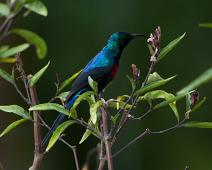 Rødbrystsolfugl   Cinnyris erythrocercus, Queen Elizabeth NP, Red-chested Sunbird : Cinnyris erythrocercus, Queen Elizabeth NP, Red-chested Sunbird