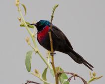 Rødbrystsolfugl   Cinnyris erythrocercus, Queen Elizabeth NP, Red-chested Sunbird : Cinnyris erythrocercus, Queen Elizabeth NP, Red-chested Sunbird