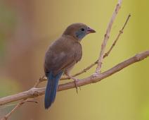 Rødkinnastrild   Murchinson Falls NP, Red-cheeked Cordonbleu, Uraeginthus bengalus : Murchinson Falls NP, Red-cheeked Cordonbleu, Uraeginthus bengalus