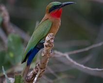 Rødstrupebieter   Merops bulocki, Murchinson Falls NP, Red-throated Bee-eater : Merops bulocki, Murchinson Falls NP, Red-throated Bee-eater