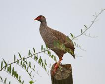 Rødstrupefrankolin   Francolinus afer, Lake Mburo NP, Red-necked Spurfowl : Francolinus afer, Lake Mburo NP, Red-necked Spurfowl