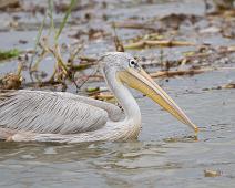 Rosenpelikan   Pelecanus rufescens, Pink-backed Pelican, Queen Elizabeth NP : Pelecanus rufescens, Pink-backed Pelican, Queen Elizabeth NP