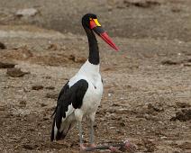 Sadelnebbstork   Queen Elizabeth NP, Saddle-billed Stork (Ephippiorhynchus senegalensis), Sadelnebb stork : Queen Elizabeth NP, Saddle-billed Stork (Ephippiorhynchus senegalensis), Sadelnebb stork