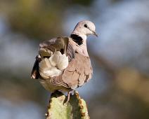 Savannedue   Lake Mburo NP, Ring-necked Dove, Streptopelia capicola : Lake Mburo NP, Ring-necked Dove, Streptopelia capicola