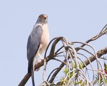 Shikrahauk   Accipiter badius, Mitandi, Shikra, Uganda : Accipiter badius, Mitandi, Shikra, Uganda
