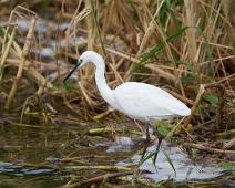 Silkehegre   Egretta garzetta, Little Egret, Queen Elizabeth NP : Egretta garzetta, Little Egret, Queen Elizabeth NP