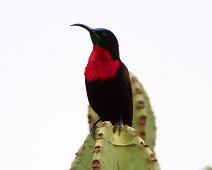 Skarlagenbrystsolfugl   Chalcomitra senegalensis, Queen Elizabeth NP, Scarlet-chested Sunbird : Chalcomitra senegalensis, Queen Elizabeth NP, Scarlet-chested Sunbird