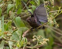 Skiferbuskvarsler unge   Laniarius funebris, Queen Elizabeth NP, Slate-coloured Boubou : Laniarius funebris, Queen Elizabeth NP, Slate-coloured Boubou