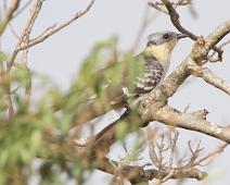 Skjæregjøk   Clamator glandarius, Great Spotted Cuckoo, Murchinson Falls NP : Clamator glandarius, Great Spotted Cuckoo, Murchinson Falls NP