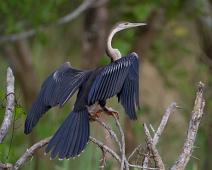 Skjeggslangehals   Anhinga melanogaster, Darter, Murchinson Falls NP : Anhinga melanogaster, Darter, Murchinson Falls NP