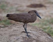 Skyggefugl   Hamerkop, Queen Elizabeth NP, Scopus umbretta : Hamerkop, Queen Elizabeth NP, Scopus umbretta