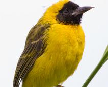 Spissnebbvever   Ploceus pelzelni, Queen Elizabeth NP, Slender-billed Weaver : Ploceus pelzelni, Queen Elizabeth NP, Slender-billed Weaver