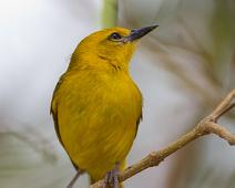 Spissnebbvever hunn   Ploceus pelzelni, Queen Elizabeth NP, Slender-billed Weaver : Ploceus pelzelni, Queen Elizabeth NP, Slender-billed Weaver