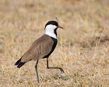 Sporevipe   Murchinson Falls NP, Spur-winged Lapwing, Vanellus spinosus : Murchinson Falls NP, Spur-winged Lapwing, Vanellus spinosus