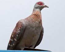 Spragledue   Columba guinea, Rukungiri, Speckled Pigeon, Uganda : Columba guinea, Rukungiri, Speckled Pigeon, Uganda