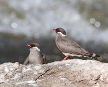 Steinbrakksvale i par   Glareola nuchalis, Murchinson Falls NP, Rock Pratincole : Glareola nuchalis, Murchinson Falls NP, Rock Pratincole