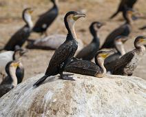 Storskarv   Great cormorant (Phalacrocorax carbo), Queen Elizabeth NP, Storskarv : Great cormorant (Phalacrocorax carbo), Queen Elizabeth NP, Storskarv