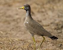 Stripehodevipe   Murchinson Falls NP, Vanellus senegallus, Wattled Lapwing : Murchinson Falls NP, Vanellus senegallus, Wattled Lapwing