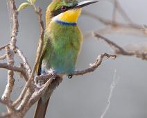 Svalebieter   Merops hirundineus, Murchinson Falls NP, Swallow-tailed Bee-eater : Merops hirundineus, Murchinson Falls NP, Swallow-tailed Bee-eater