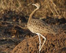 Svartbuktrappe hunn   Black-bellied Bustard, Lissotis melanogaster, Murchinson Falls NP, Svartbuktrappe : Black-bellied Bustard, Lissotis melanogaster, Murchinson Falls NP, Svartbuktrappe