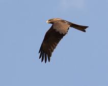 Svartglente   Black Kite, Milvus migrans, Murchinson Falls NP : Black Kite, Milvus migrans, Murchinson Falls NP