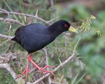 Svartrikse   Amaurornis flavirostra, Black Crake, Queen Elizabeth NP : Amaurornis flavirostra, Black Crake, Queen Elizabeth NP
