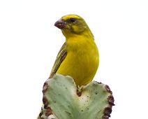 Svovelirisk   Brimstone Canary, Queen Elizabeth NP, Serinus sulphuratus : Brimstone Canary, Queen Elizabeth NP, Serinus sulphuratus