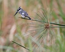 Terneisfugl   Ceryle rudis, Pied Kingfisher, Queen Elizabeth NP : Ceryle rudis, Pied Kingfisher, Queen Elizabeth NP