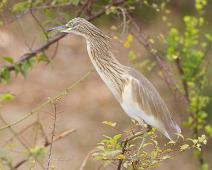 Topphegre   Ardeola ralloides, Queen Elizabeth NP, Squacco Heron : Ardeola ralloides, Queen Elizabeth NP, Squacco Heron