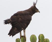 Toppørn   Long-crested Eagle, Lophaetus occipitalis, Queen Elizabeth NP : Long-crested Eagle, Lophaetus occipitalis, Queen Elizabeth NP