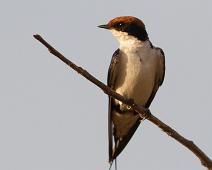 Trådhalesvale   Hirundo smithii, Murchinson Falls NP, Wire-tailed Swallow : Hirundo smithii, Murchinson Falls NP, Wire-tailed Swallow