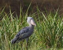 Treskonebb   Balaeniceps rex, Murchinson Falls NP, Shoebill : Balaeniceps rex, Murchinson Falls NP, Shoebill