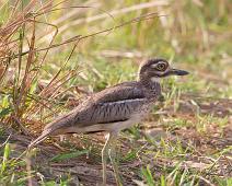 Vanntriel   Burhinus vermiculatus, Murchinson Falls NP, Water Thick-knee : Burhinus vermiculatus, Murchinson Falls NP, Water Thick-knee
