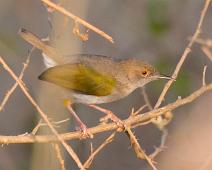 Villnissanger   Camaroptera brachyura, Green-backed Camaroptera, Murchinson Falls NP : Camaroptera brachyura, Green-backed Camaroptera, Murchinson Falls NP