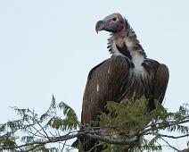 Øregribb   Lake Mburo NP, Lappet-faced Vulture, Torgos tracheliotus : Lake Mburo NP, Lappet-faced Vulture, Torgos tracheliotus
